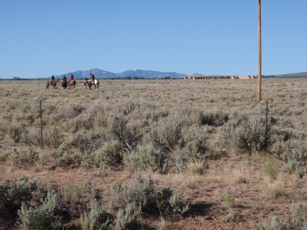 The Cowboys in these pictures are rounding up cattle.